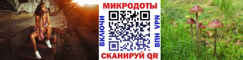 сколько стоит  Ачхой-Мартан  Псилоцибиновые грибы Cubensis 